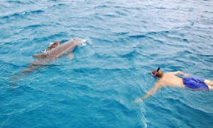 swimwithdolphins.jpg