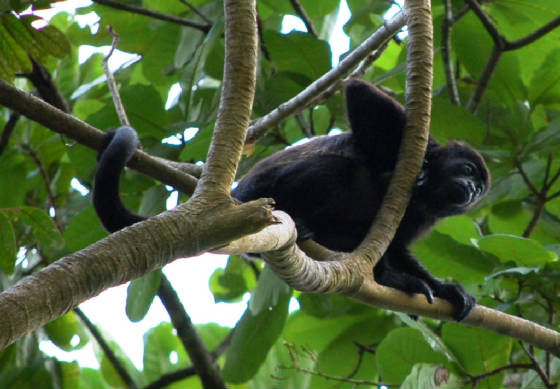 May2009/howlermonkey.jpg