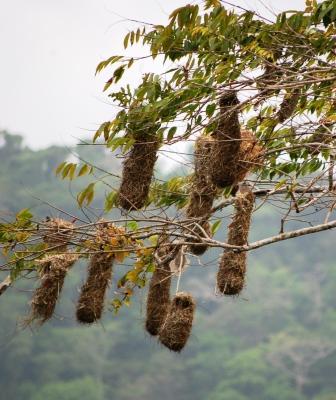 May2009/birdnests.jpg